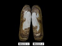 藏品(毛蟶(縊蟶泥蟶))的圖片